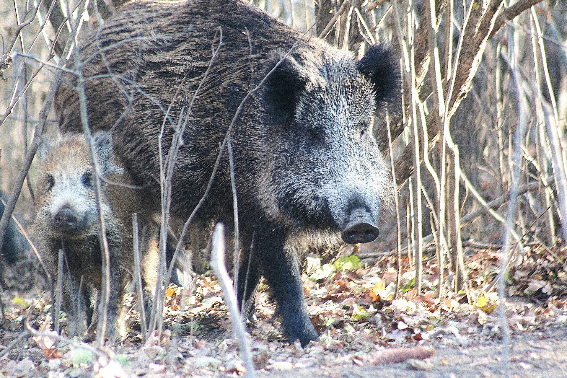 wild-boar-5781170_1920.jpg