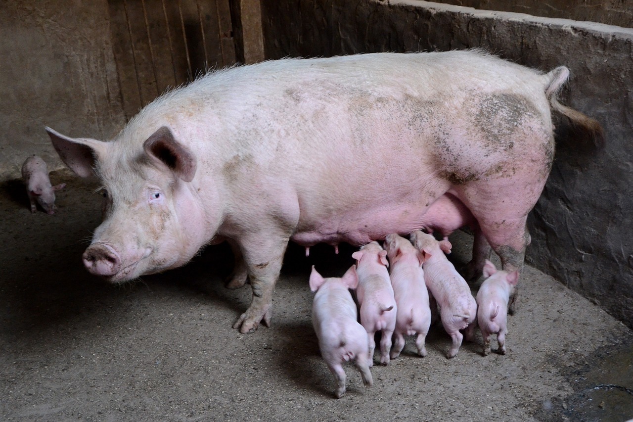 pig-2671623_1280.jpg