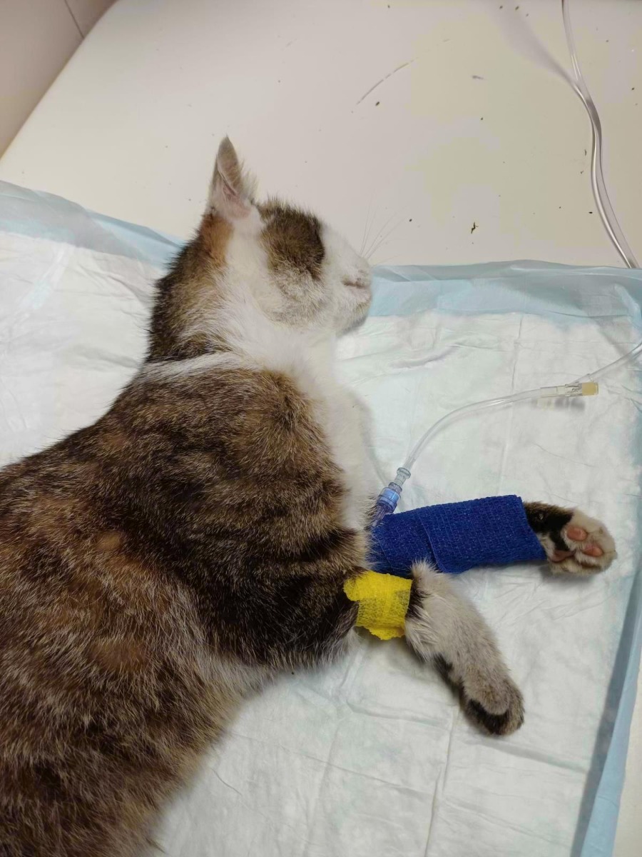 ViewImage (1)-změněno-na-900x1200.jpeg