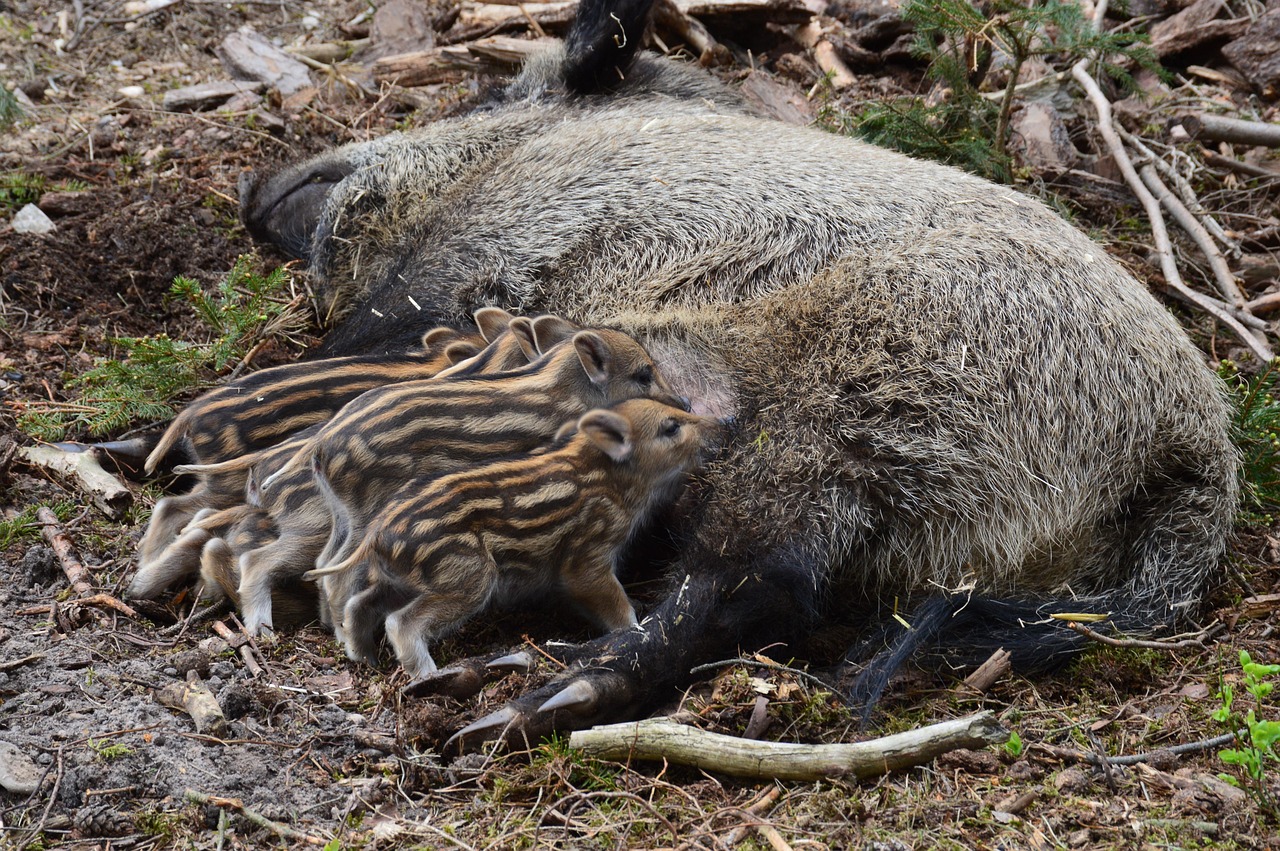 wild-boar-1721238_1280-2.jpg