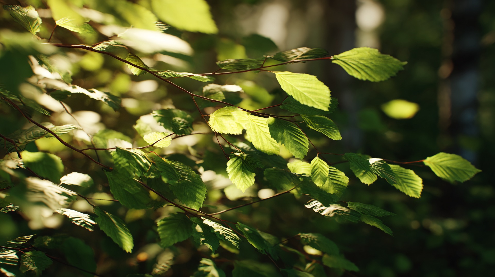 solarselle77-forest-9844317_1920.png
