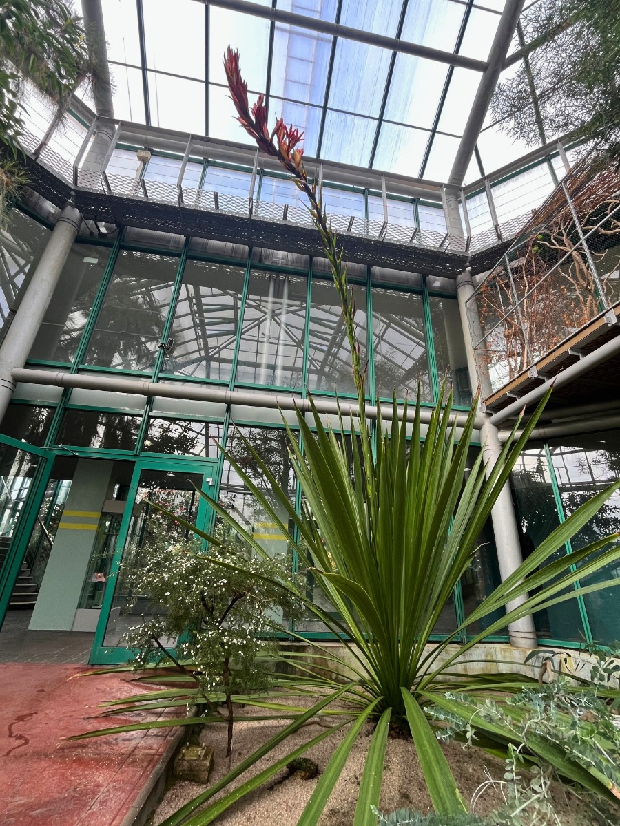 doryanthes_cela rostlina-změněno-na-900x1200.jpeg