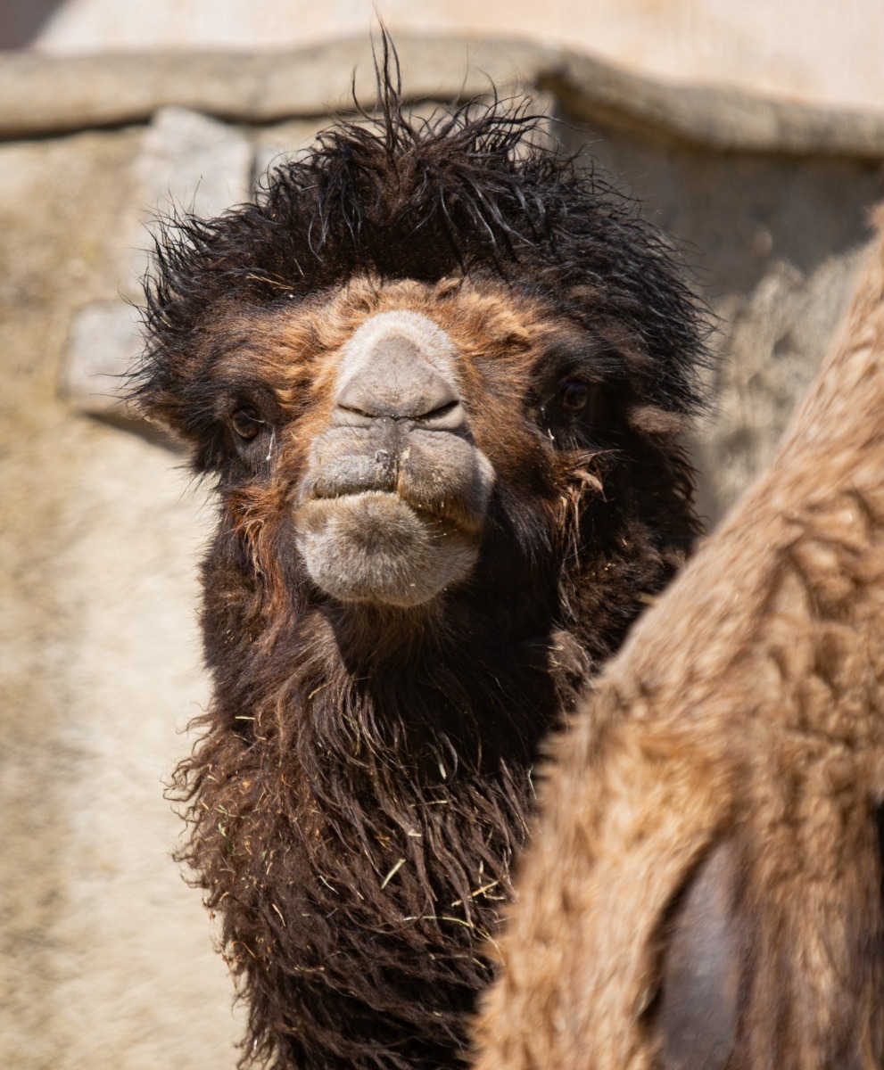 samec Lorenzo z Olomouce-změněno-na-991x1200.jpeg