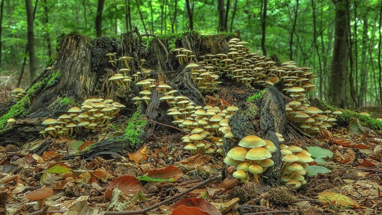 mushroom-3198608_1280.jpg