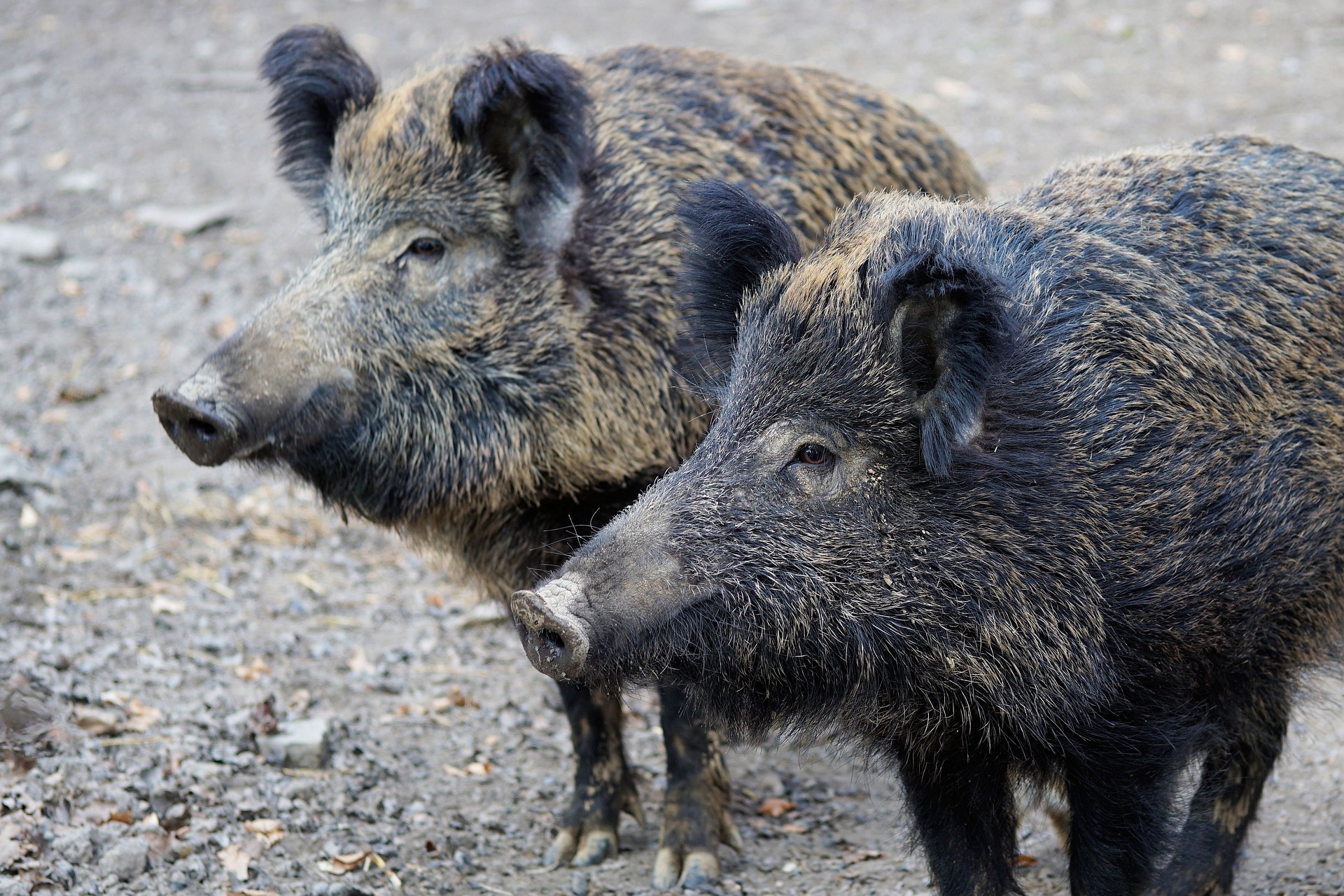 wild-boar-2256296_1920.jpg