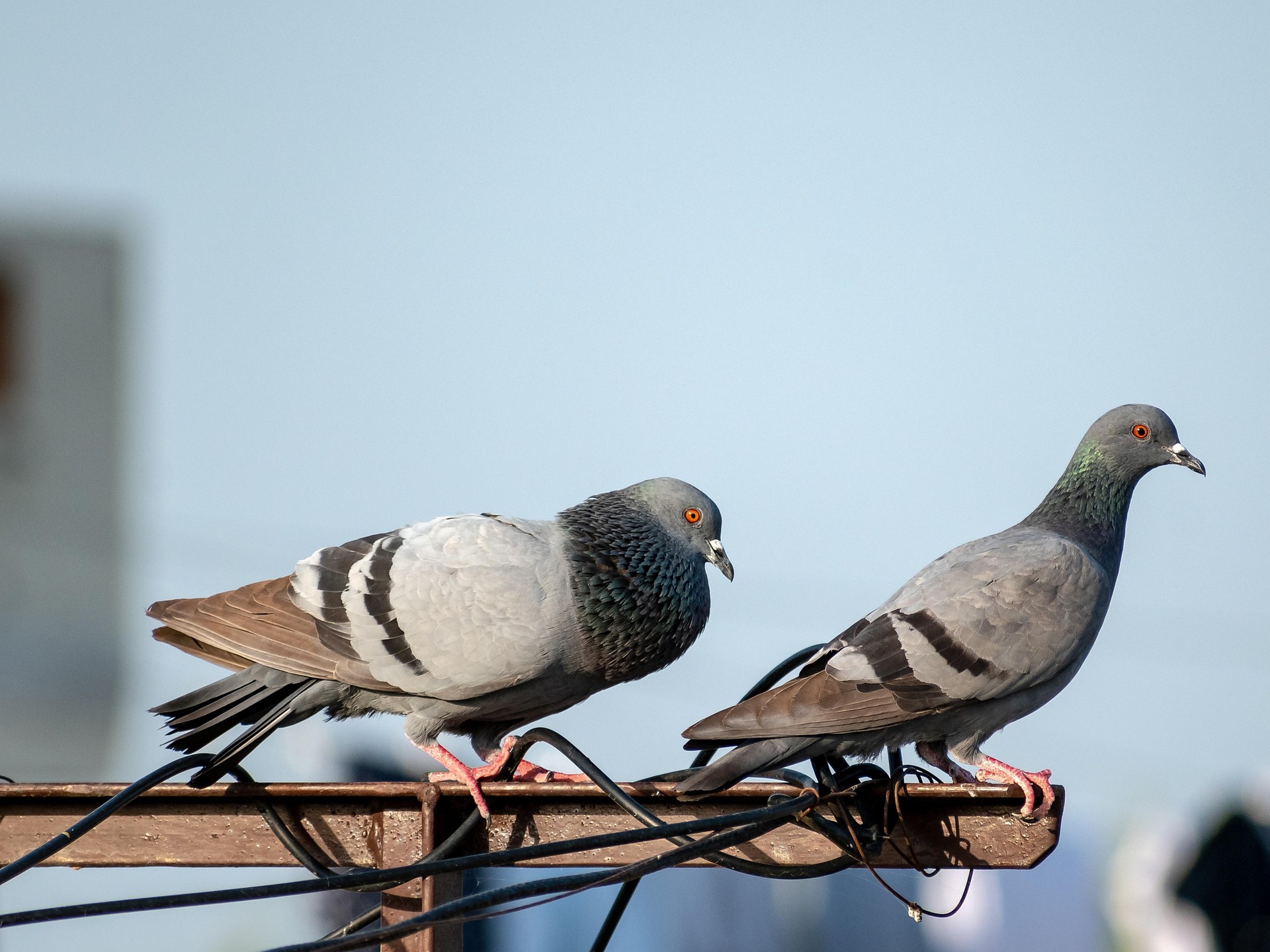 balouriarajesh-birds-7921816_1920.jpg