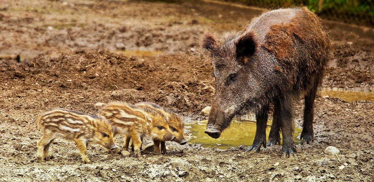 wild-boar-3481646_1280.jpg