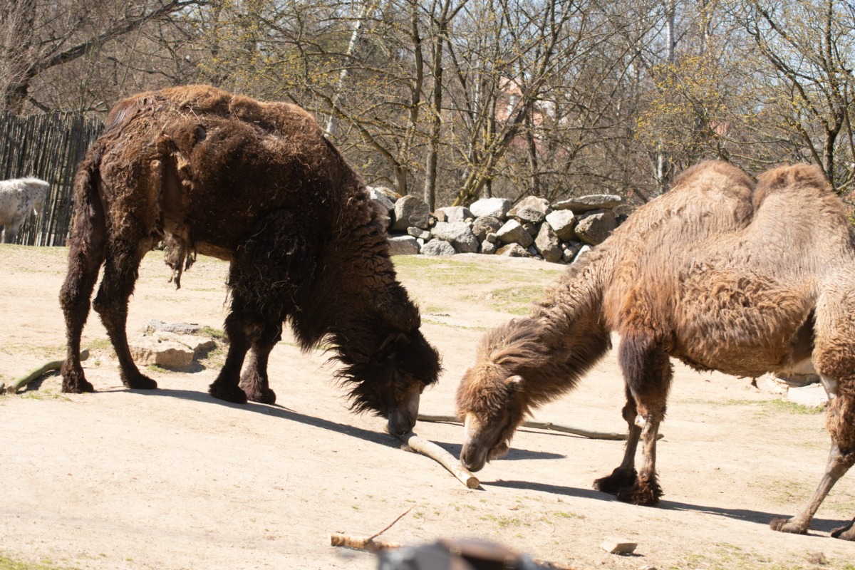 nov&yacute; samec velblouda dvouhrb&eacute;ho v libereck&eacute;m v&yacute;běhu-změněno-na-1200x800.jpeg