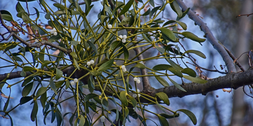 Viscum_album_Kunratic_u_Fry_1040x520.jpg