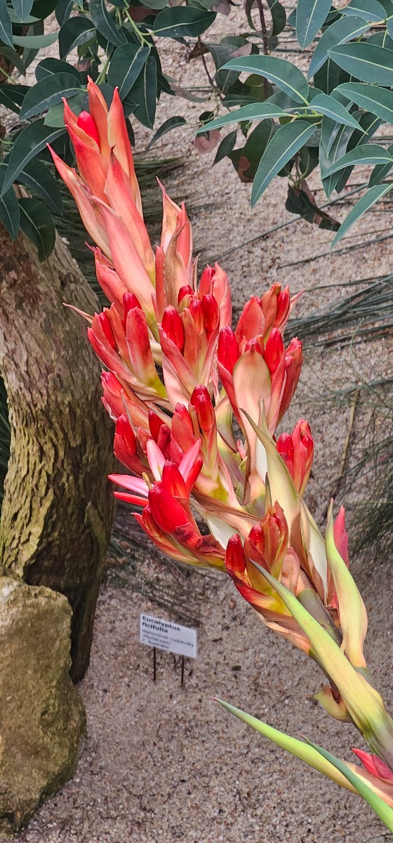 doryanthes_květ-změněno-na-560x1200.jpeg