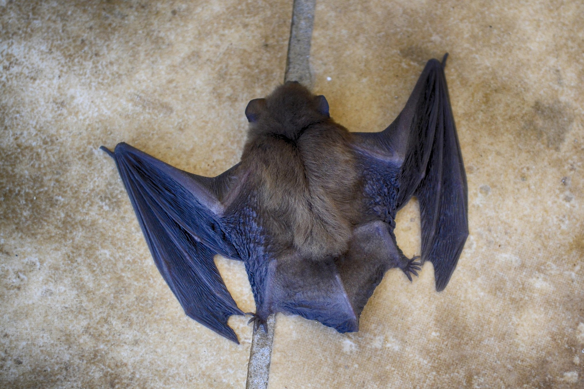 danielaelenatentis-bat-3550461_1920.jpg