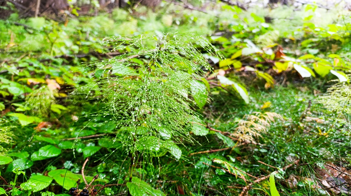 image-proxy (4).jpeg