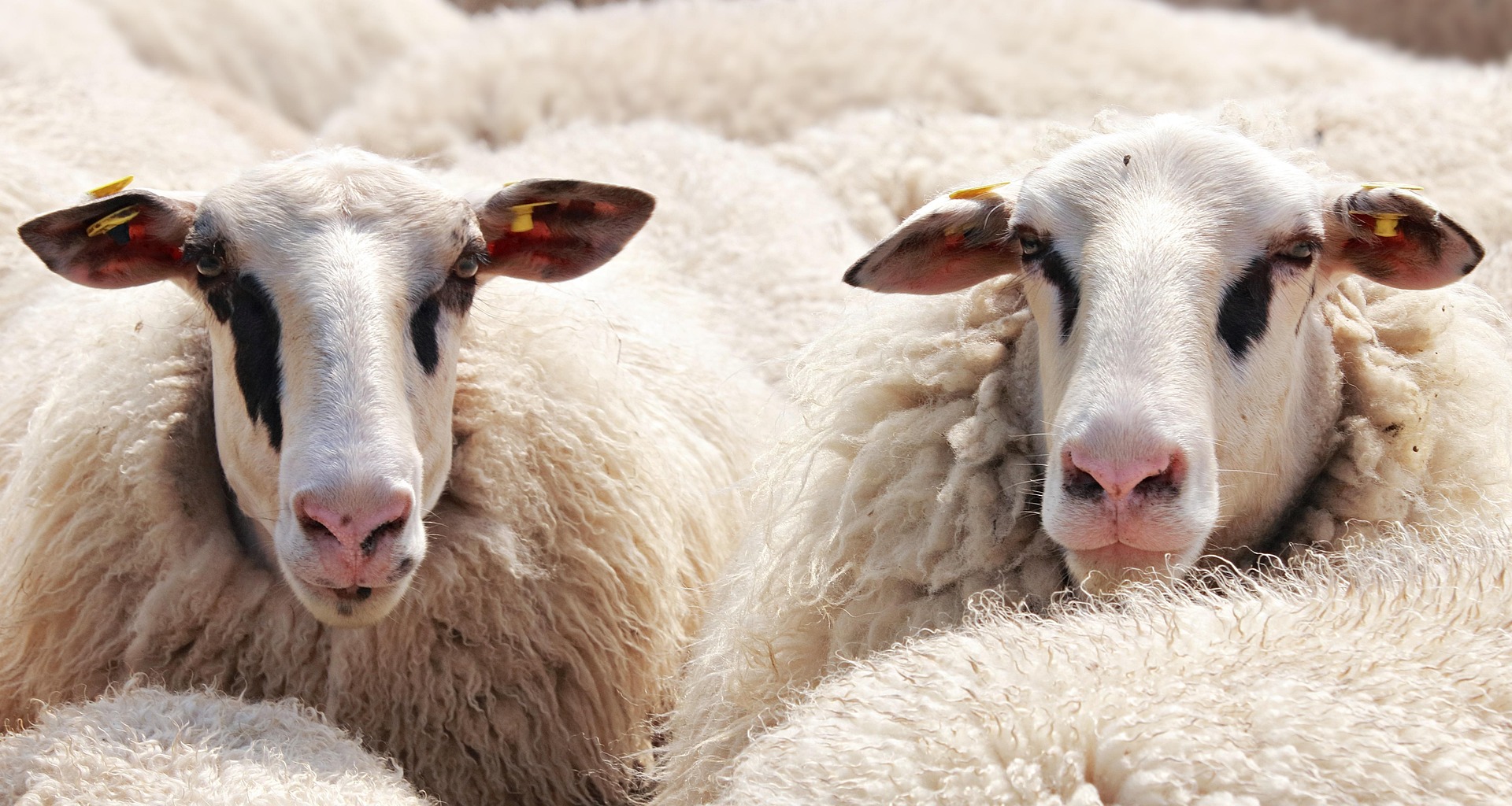 noname_13-sheep-2292802_1920.jpg