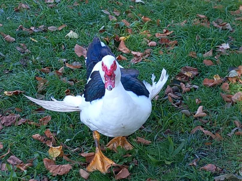 Kachna pižmová na JizeÅe I.jpg