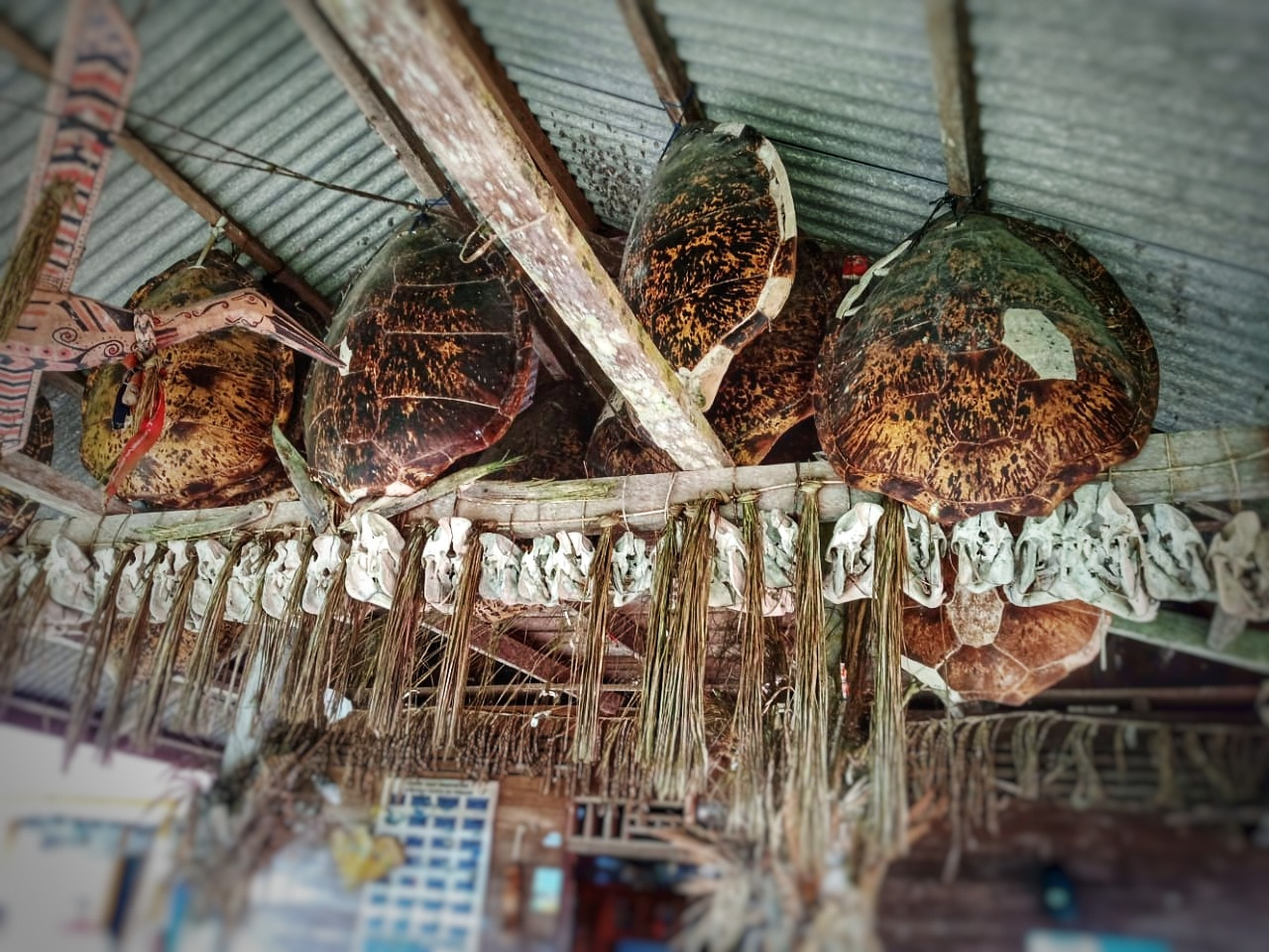 Krunýře a lebky mořských želv používané jako dekorace v tradičním domě.jpg