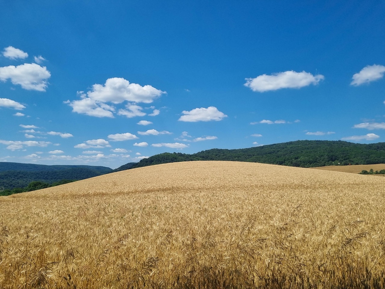 field-8172323_1280.jpg