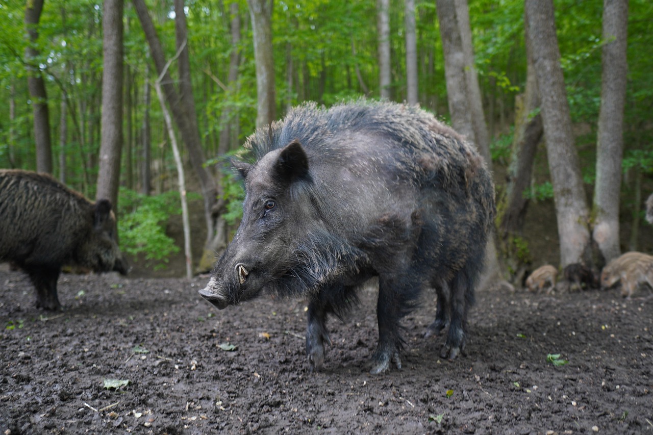 wild-boar-5219658_1280.jpg