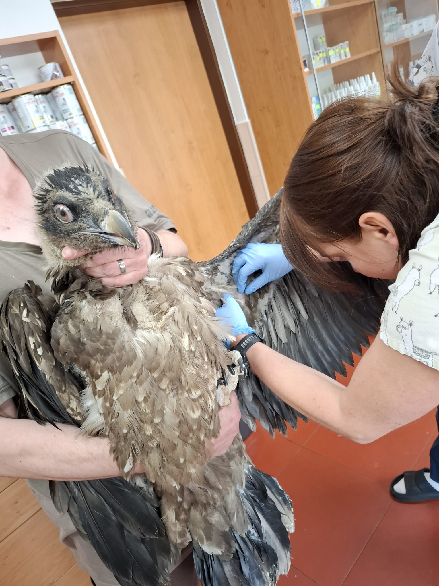 Veterinární kontrola a odběr vzorků před transportem.jpeg