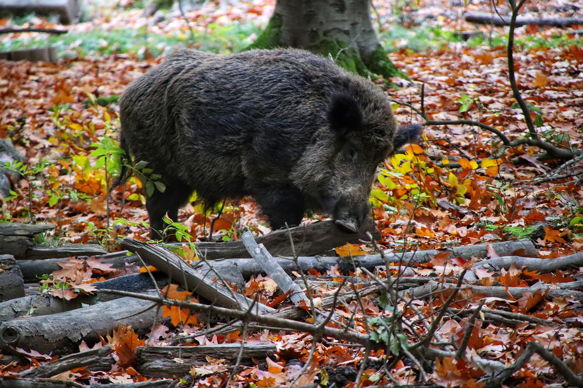 wild-boar-6755402_1920.jpg