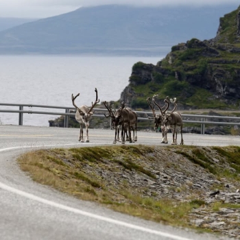 CESTOMÁNIE LOFOTY A NORDKAPP