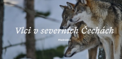 Náhled události: Přednáška: „Vlci v severních Čechách“