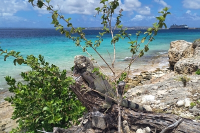 Náhled události: Bonaire: Ostrov potápění, soli a otroků