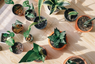 Náhled události: Votoč kytku - Den Země pro mě