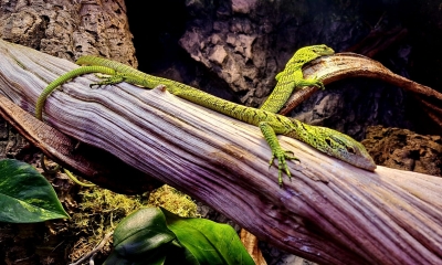 Náhled článku: Zoo Liberec rozšířila chov o stromové ještěry. Objeveni byli teprve v roce 2007