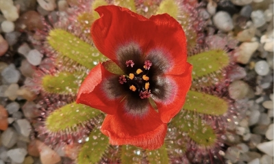 Náhled článku: Krása, která trvá jen okamžik. V Liberci rozkvetla vzácná masožravka