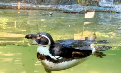 Náhled článku: Zoo Liberec slaví 122. narozeniny, nabídne symbolické vstupné a novou hru