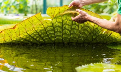 Náhled článku: Masožravky jako národní poklad i rekordní zájem lidí. Liberecká botanická zahrada má za sebou mimořádný rok