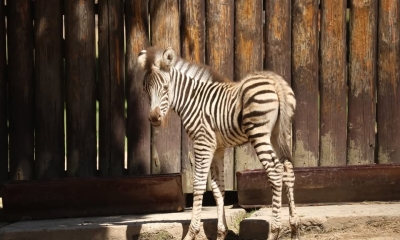Náhled článku: Stádo zeber v liberecké zoo se rozrostlo. Na svět přišel malý sameček