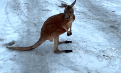 Náhled článku: Klokan Kevin si vyrazil na výlet. Zastavila ho až policejní hlídka u Bohatic