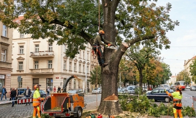 Náhled článku: Kácení rizikového stromu v liberecké Erbenově ulici v sobotu omezí dopravu
