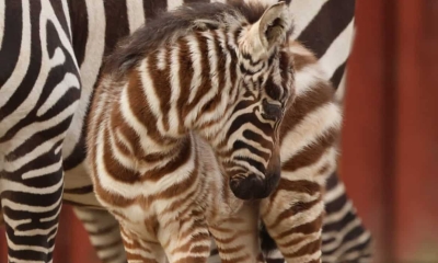 Náhled článku: V liberecké zoo se narodil sameček vzácné zebry bezhřívé. Jde o cenný přírůstek v rámci celé Evropy