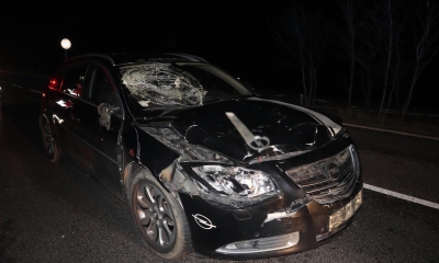 Náhled článku: Řidičovi vběhla do cesty kráva. Spolujezdkyně skončila v nemocnici