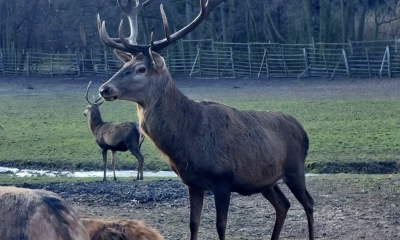 Náhled článku: Stovky lidí podpořily lesní zvěř ve Skalici u České Lípy