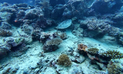 Náhled článku: Proč Indonésané dál loví mořské želvy? Tříletý výzkum vedený Zoo Liberec odhalil překvapivé souvislosti