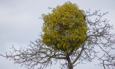 Náhled článku: Jmelí se na Frýdlantsku je hrozbou. Rychle se šíří především díky ptákům