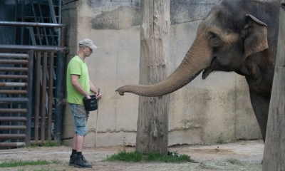 Náhled článku: V Zoo Liberec skončil chov slonů, slonice Bala odcestovala do zařízení Skanda Vale ve Walesu