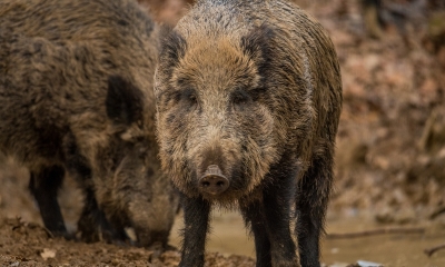 Náhled článku: Po třech letech jsme opět bez afrického moru prasat