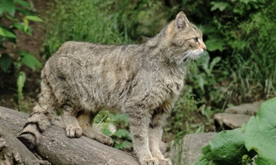 Náhled článku: Kočka divoká v Lužických horách poprvé po letech úspěšně vyvedla mláďata