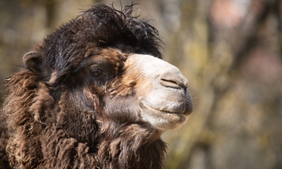 Náhled článku: Liberecká zoo má nového velblouda. Svůj příjezd oslavil narozením potomka v původním domově