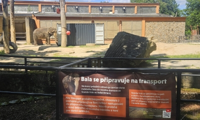 Náhled článku: Slonice Bala se v liberecké zoo připravuje na cestu do nového domova