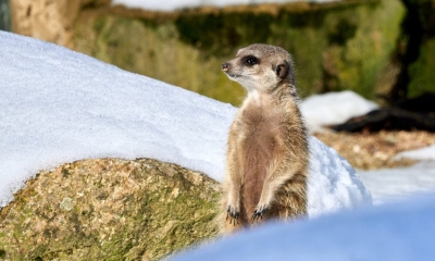 Náhled článku: Zoo Liberec zve na vánoční kvíz i Štědrý den se svařákem
