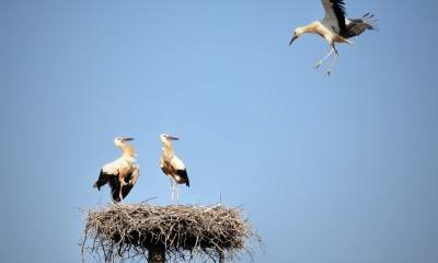 Náhled článku: Letošní sezóna je druhou nejlepší v historii pro čápy bílé