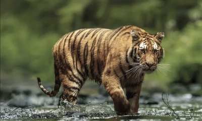 Náhled článku: Od malého čtverečku k divočině na zelené louce. Liberecká zoo staví Údolí ohrožené divočiny