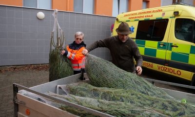 Náhled článku: Vánoční stromek pro každého. Lesy ČR je opět darují do dětských domovů i nemocnic