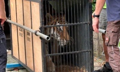 Náhled článku: Zabavený tygr z ilegálního chovu našel nový domov. Ze Zoo Liberec odcestoval do Nizozemska