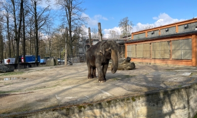 Náhled článku: Sloní sbohem Liberci. Slonice Bala se stěhuje do nového domova ve Walesu